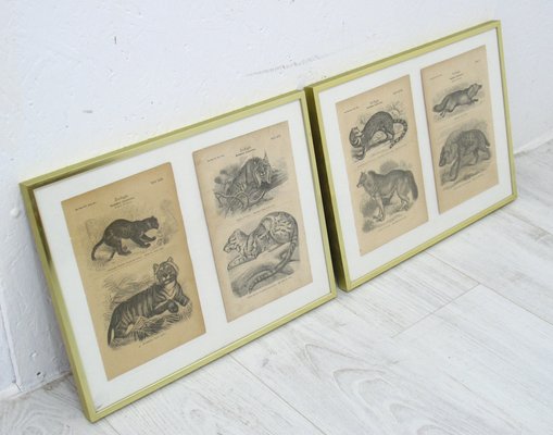 Framed Zoological Pictures, 1970s, Set of 2-WVA-1819547