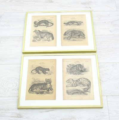 Framed Zoological Pictures, 1970s, Set of 2-WVA-1819547