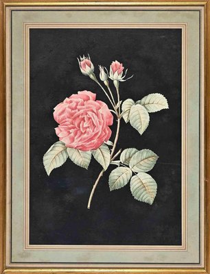 François Langlois, Roses, Original Etching, 19th Century, Framed-ZCI-1403400