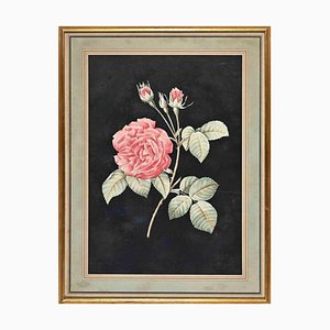 François Langlois, Roses, Original Etching, 19th Century, Framed-ZCI-1403400