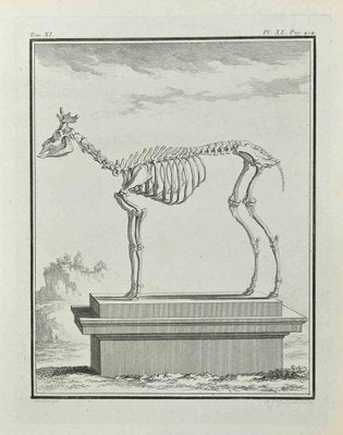 Françoise Guelard, The Skeleton, Etching, 1771-ZCI-2029900