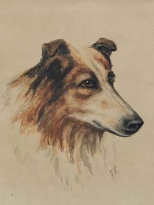 Frederick Roe, Portrait of Collie Dog, 1920-1930, Watercolor-ARU-1386439