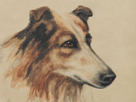 Frederick Roe, Portrait of Collie Dog, 1920-1930, Watercolor-ARU-1386439