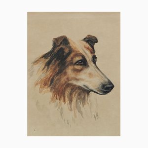 Frederick Roe, Portrait of Collie Dog, 1920-1930, Watercolor-ARU-1386439