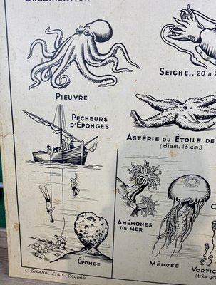 French Double-Sided Poster of Mollusks and Crustaceans-ROJ-1316784