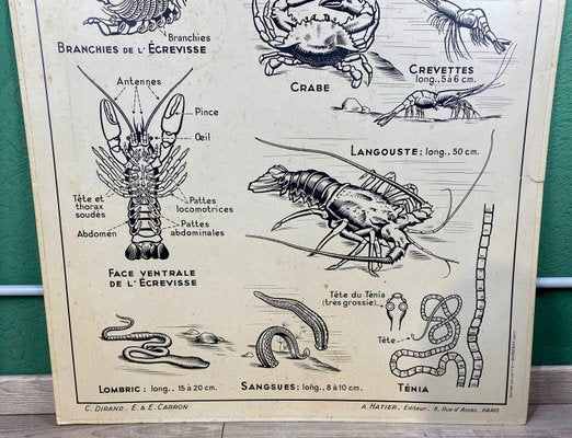 French Double-Sided Poster of Mollusks and Crustaceans-ROJ-1316784