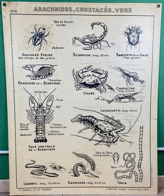 French Double-Sided Poster of Mollusks and Crustaceans-ROJ-1316784