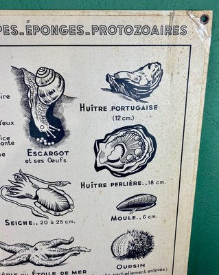 French Double-Sided Poster of Mollusks and Crustaceans-ROJ-1316784