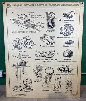 French Double-Sided Poster of Mollusks and Crustaceans-ROJ-1316784