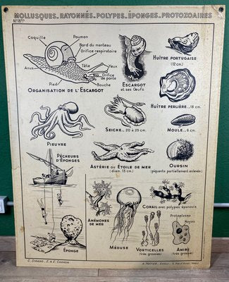 French Double-Sided Poster of Mollusks and Crustaceans-ROJ-1316784