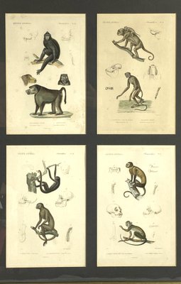 Georges Cuvier, Monkeys and Lemur Studies from Le Règne Animal, France, 1816, Engravings, Framed, Set of 3-TXN-1245278