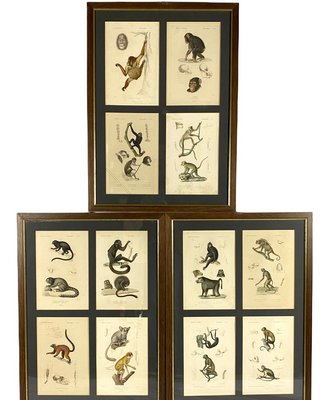 Georges Cuvier, Monkeys and Lemur Studies from Le Règne Animal, France, 1816, Engravings, Framed, Set of 3-TXN-1245278