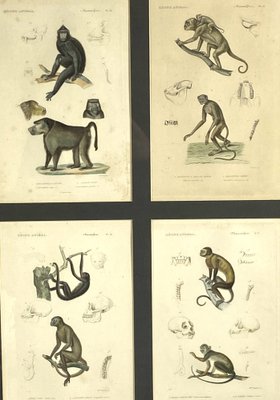 Georges Cuvier, Monkeys and Lemur Studies from Le Règne Animal, France, 1816, Engravings, Framed, Set of 3-TXN-1245278