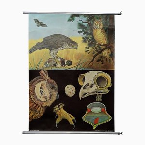 Goshawk Buzzard Long-Eared Owl Rollable Wall Chart Poster by Jung Koch Quentell-KJP-1149391