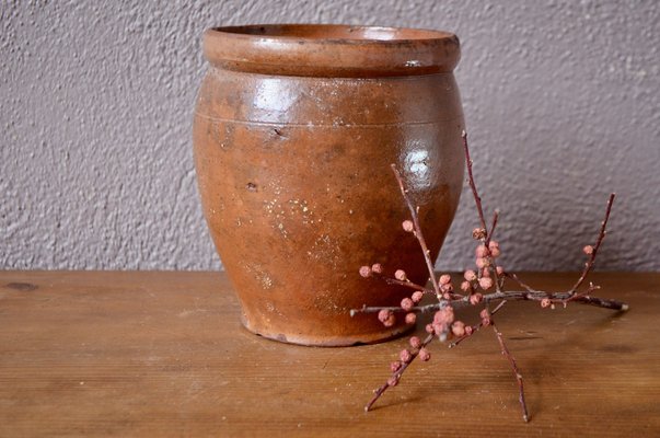 Graze Jar in Varnished Earth-AIU-1249091