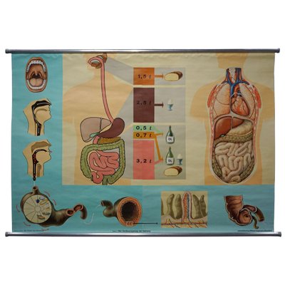 Hagemann Human Body Poster Wall Chart Print Digestive Tract of Food-KJP-1149137