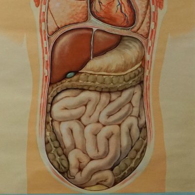 Hagemann Human Body Poster Wall Chart Print Digestive Tract of Food-KJP-1149137