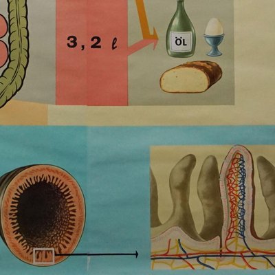 Hagemann Human Body Poster Wall Chart Print Digestive Tract of Food-KJP-1149137