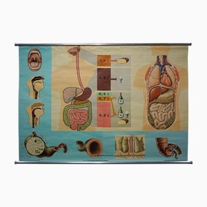 Hagemann Human Body Poster Wall Chart Print Digestive Tract of Food-KJP-1149137