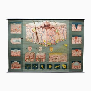 Hagemann Medical Rollable Poster Wall Chart Human Body Skin Cross Section-KJP-1149142