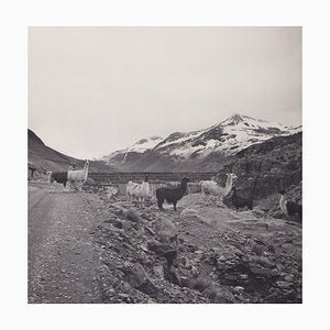 Hanna Seidel, Bolivia, Alpacas, 1960s, Black & White Photography-DYV-1368620