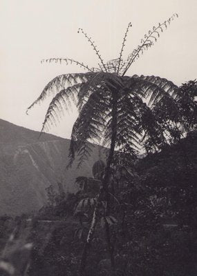 Hanna Seidel, Bolivia, Palm Albero, 1960s, Black & White Photography-DYV-1368616