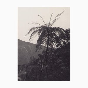 Hanna Seidel, Bolivia, Palm Albero, 1960s, Black & White Photography-DYV-1368616