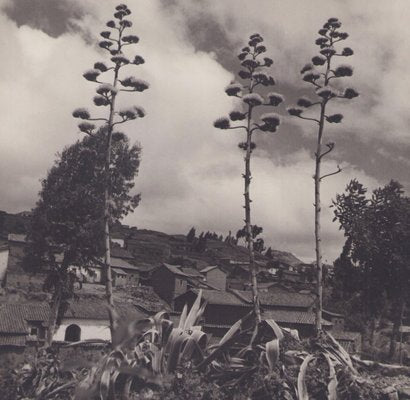 Hanna Seidel, Bolivia, Plants, 1960s, Black & White Photography-DYV-1368622