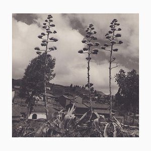 Hanna Seidel, Bolivia, Plants, 1960s, Black & White Photography-DYV-1368622