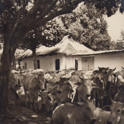 Hanna Seidel, Colombian Cows, Black and White Photograph, 1960s-DYV-1446661