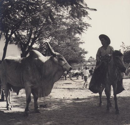 Hanna Seidel, Colombian Zebu Bull, Black and White Photograph, 1960s-DYV-1446662