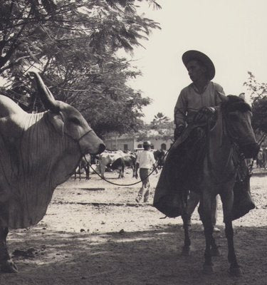 Hanna Seidel, Colombian Zebu Bull, Black and White Photograph, 1960s-DYV-1446662