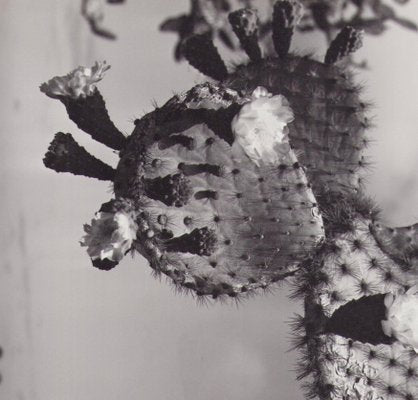 Hanna Seidel, Galápagos Cactus Blossom, Black and White Photograph, 1960s-DYV-1404983