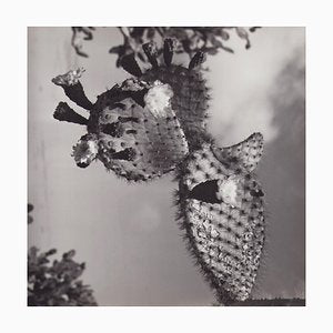 Hanna Seidel, Galápagos Cactus Blossom, Black and White Photograph, 1960s-DYV-1404983