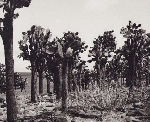 Hanna Seidel, Galápagos Cactus Forest, Black and White Photograph, 1960s-DYV-1405599