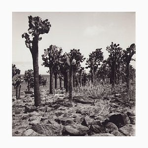 Hanna Seidel, Galápagos Cactus Forest, Black and White Photograph, 1960s-DYV-1405599