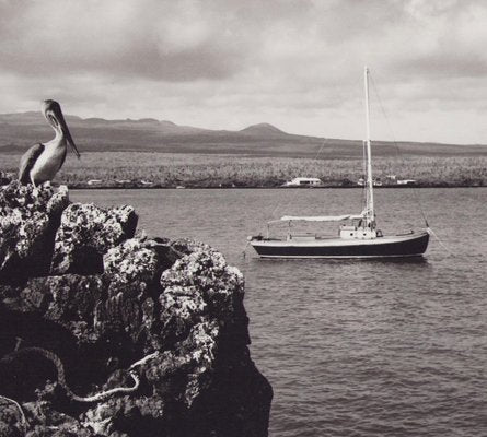 Hanna Seidel, Galápagos Coast, Black and White Photograph, 1960s-DYV-1405606