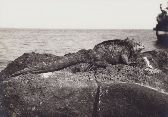 Hanna Seidel, Galápagos Iguana, 1960s, Black and White Photograph-DYV-1401407