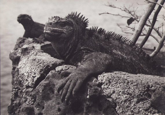 Hanna Seidel, Galápagos Iguana, 1960s, Black and White Photograph-DYV-1401406