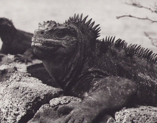 Hanna Seidel, Galápagos Iguana, 1960s, Black and White Photograph-DYV-1401406