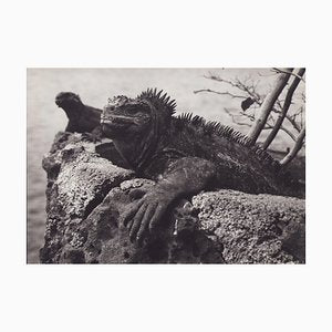 Hanna Seidel, Galápagos Iguana, 1960s, Black and White Photograph-DYV-1401406