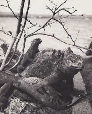 Hanna Seidel, Galápagos Iguana, Black and White Photograph, 1960s-DYV-1405603