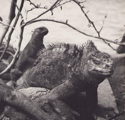 Hanna Seidel, Galápagos Iguana, Black and White Photograph, 1960s-DYV-1405603