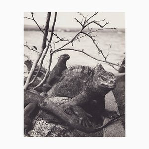 Hanna Seidel, Galápagos Iguana, Black and White Photograph, 1960s-DYV-1405603