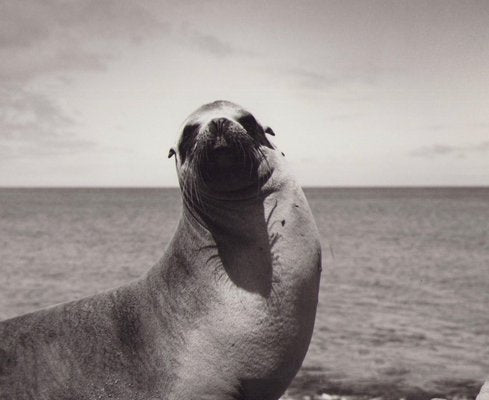 Hanna Seidel, Galápagos Seal, Black and White Photograph, 1960s-DYV-1405598