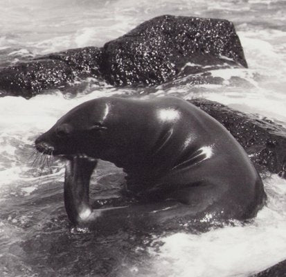 Hanna Seidel, Galápagos Seal, Black and White Photograph, 1960s-DYV-1405601