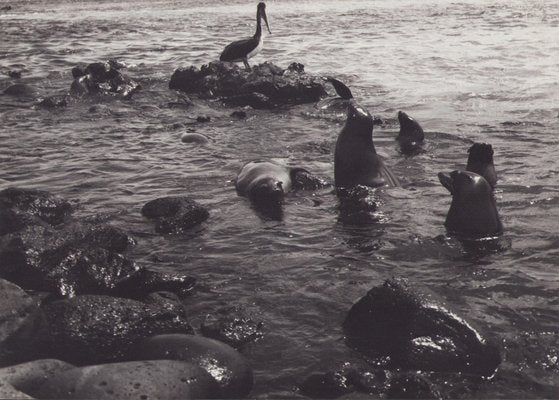 Hanna Seidel, Galápagos Seals, Black and White Photograph, 1960s-DYV-1401404