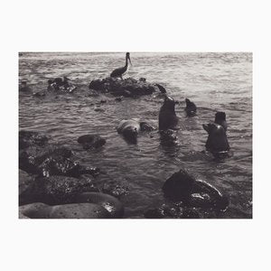 Hanna Seidel, Galápagos Seals, Black and White Photograph, 1960s-DYV-1401404