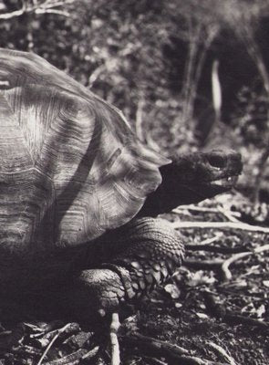 Hanna Seidel, Galápagos Turtle, Black and White Photograph, 1960s-DYV-1405600