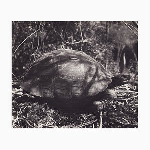 Hanna Seidel, Galápagos Turtle, Black and White Photograph, 1960s-DYV-1405600